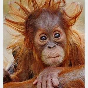 Meet your Posher, Teresa